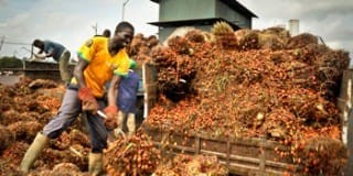 Huile de palme : un lobby africain s’oppose au distributeur belge Delhaize