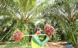 A new business model for palm oil?