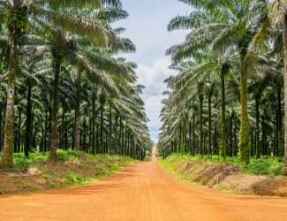 Huile de palme : pourquoi c’est difficile de s’en passer