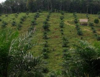 les multinationales de l’huile de palme plus « vertes » que le gouvernement indonésien