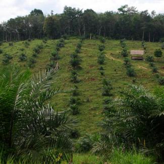 les multinationales de l’huile de palme plus « vertes » que le gouvernement indonésien
