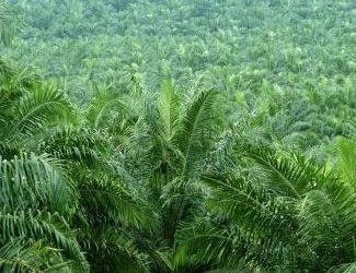 New approaches to sustainable palm oil