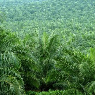 New approaches to sustainable palm oil