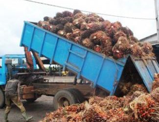 Cameroun : la Socapalm investira 38,2 milliards FCfa pour l’extension de ses plantations