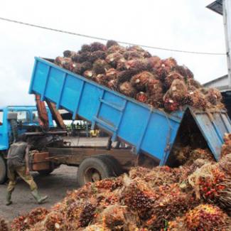 Cameroun : la Socapalm investira 38,2 milliards FCfa pour l’extension de ses plantations