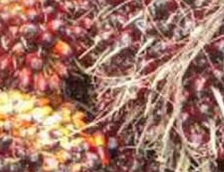 Cameroun: Création et suivi d’une plantation de palmiers à huile