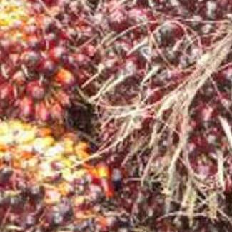 Cameroun: Création et suivi d’une plantation de palmiers à huile