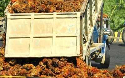 L’huile de palme – une productivité incomparable