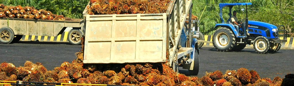 L’huile de palme – une productivité incomparable