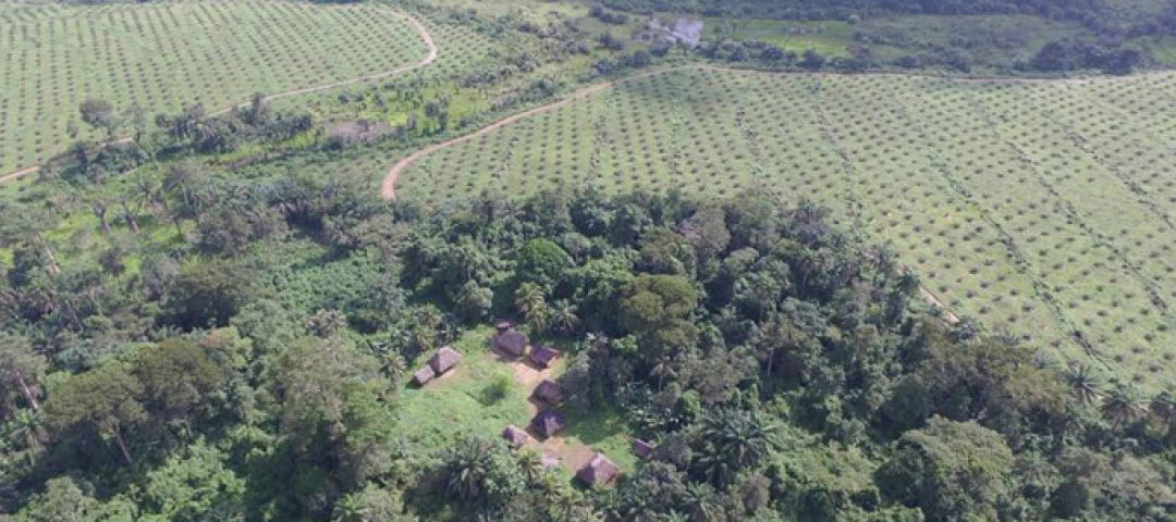 Socfin heeft zich nooit schuldig gemaakt aan landroof