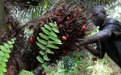 À São Tomé, Agripalma marche sur des œufs