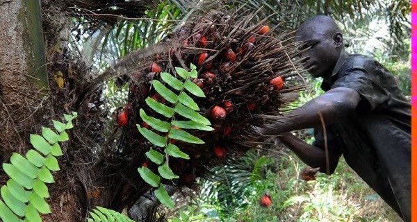 À São Tomé, Agripalma marche sur des œufs