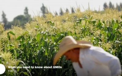 107 Nobel laureates sign letter blasting Greenpeace over GMOs