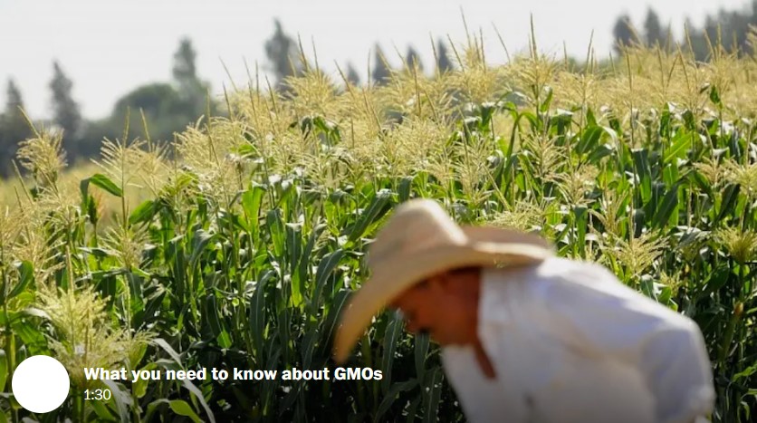 107 Nobel laureates sign letter blasting Greenpeace over GMOs