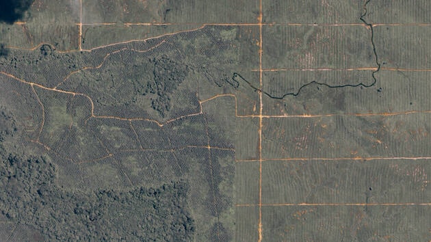 Le WWF déconseille de boycotter l’huile de palme