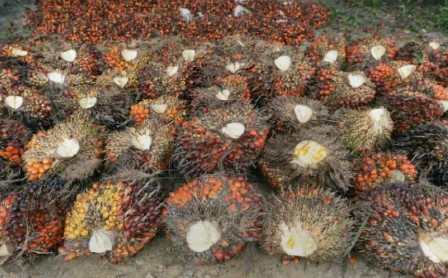 L’huile de palme malaisienne vient faire du lobbying à Paris