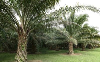 Oil palm has closest resemblance to forest than other major oil crops