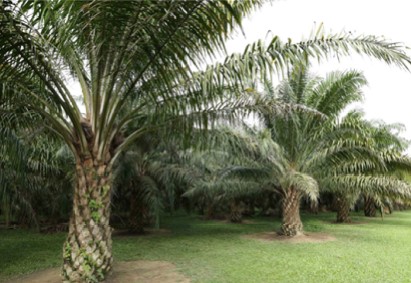 Oil palm has closest resemblance to forest than other major oil crops
