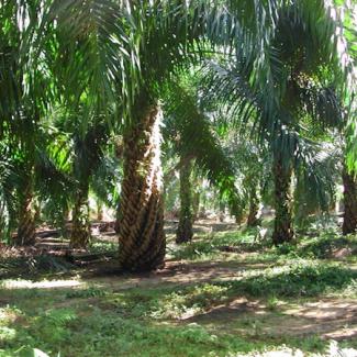 Un rendement de 3,68 % durant 4 ans pour l’obligation Socfin SA