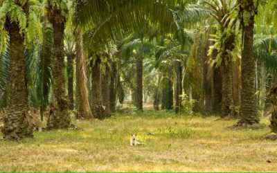 What is sustainable palm oil?