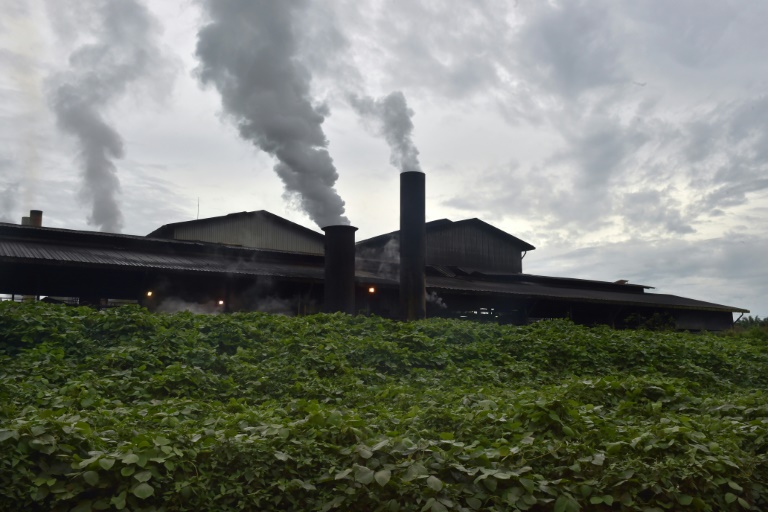 Huile de palme: coopération entre Malaisie, l’Indonésie et chercheurs