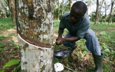 Côte d’Ivoire : L’hévéa, un agrobusiness très florissant pour la SOGB