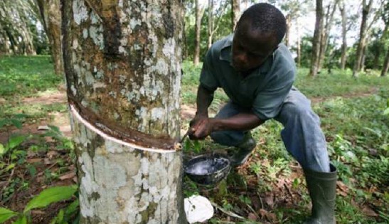 Côte d’Ivoire : L’hévéa, un agrobusiness très florissant pour la SOGB