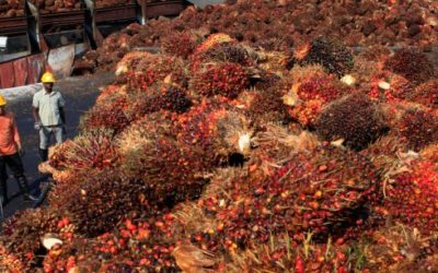 Durable pour qui ? L’huile de palme et le débat environnement-développement