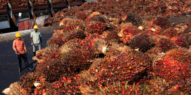 Durable pour qui ? L’huile de palme et le débat environnement-développement