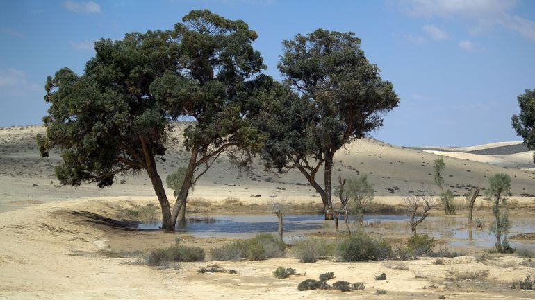 L’équipe d’un chercheur belge découvre 467 millions d’hectares de forêt passés sous les radars