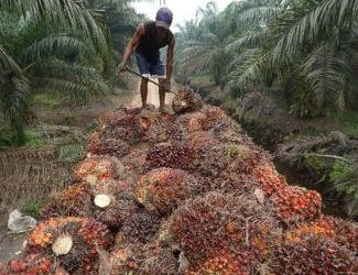Non, l’huile de palme n’est pas responsable de 40 % de la déforestation