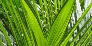 Non, il n’y a plus aucune raison de diaboliser l’huile de palme