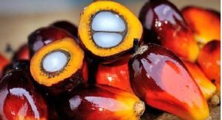 Socapalm, filiale camerounaise de Socfin, enregistre une hausse de production d’huile brute de +20,3% au 1er semestre 2017