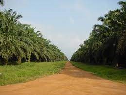 Okomu Nigeria Sees Subdued 2018 for Palm Oil on Market Woes