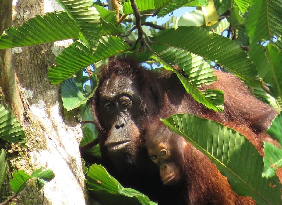 Chasse, trafic, huile de palme : qui tue vraiment les orangs-outans ?