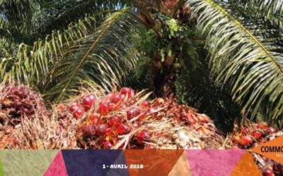 Dossier du mois : huile de palme