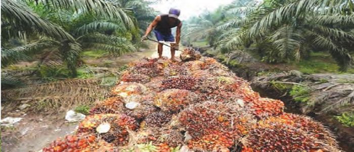 Palmier à huile: une amélioration qui presse