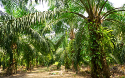 Trois choses à savoir sur l’huile de palme