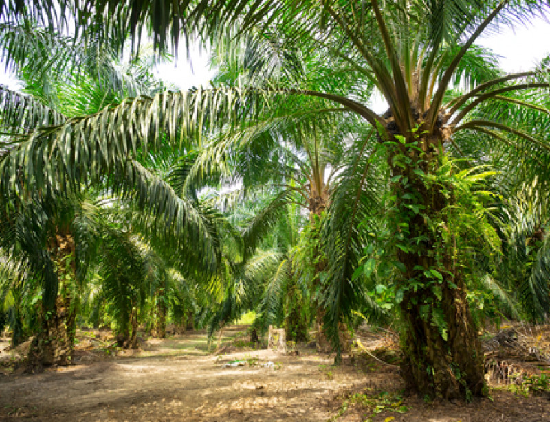 Trois choses à savoir sur l’huile de palme