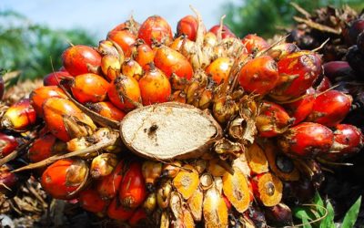 Huile de palme. Une stratégie pour booster la production