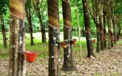 La feuille de route caoutchouc ambitieuse de W. G. Mulbah-Siaway au Liberia