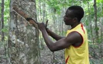 L’Apromac recrute 56 000 jeunes pour être saigneurs d’hévéa en Côte d’Ivoire