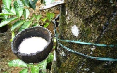 La Côte d’Ivoire anticipe la production de 2 millions de tonnes de caoutchouc en 2023