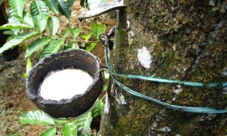 La Côte d’Ivoire anticipe la production de 2 millions de tonnes de caoutchouc en 2023