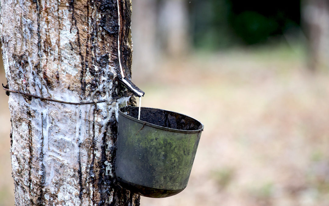 Renewable natural rubber’s essential role in our sustainable mobility