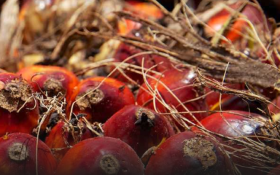 Why boycotting palm oil achieves nothing