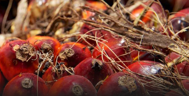 Why boycotting palm oil achieves nothing