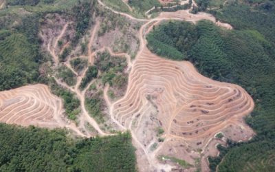 Why I’m not boycotting palm oil this Christmas or ever.