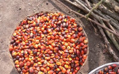 Is Boycotting Palm Oil Really the Best Thing to Do?