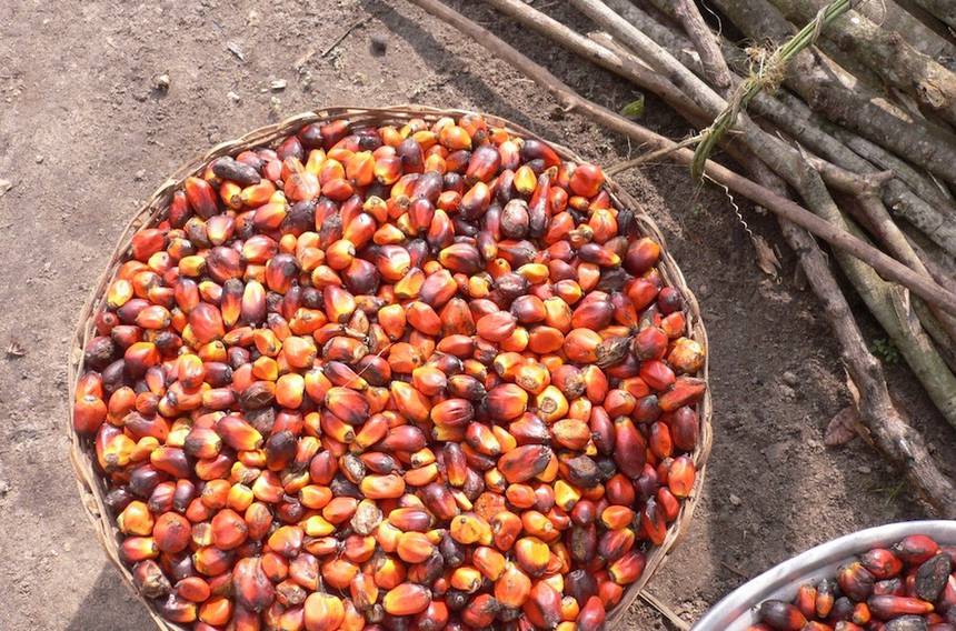 Is Boycotting Palm Oil Really the Best Thing to Do?